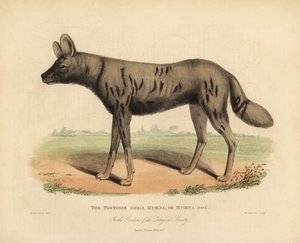 Afrykański pies myśliwski, Likaon pictus. autorstwa William Smellie