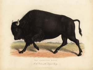 Bizon lub bawół, Bison bison.