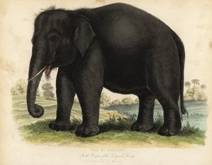 Słoń azjatycki, Elephas maximus, zagrożony.