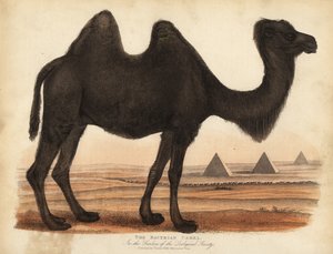 Wielbłąd dwugarbny, Camelus bactrianus. autorstwa William Smellie