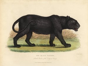 Czarna Pantera, Panthera Pards Ora Panthera Onka.