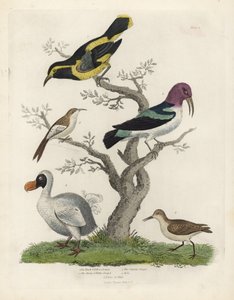 Pnącze czarno-żółte, pnącze brązowo-białe, Certhia americana, pnącze Cayenne, Dacnis cayana, Dodo, Raphus cucullatus, a także purre lub stint, Calidris alpina. Ręcznie kolorowany miedzioryt wykonany przez nieznanego artystę z Natural Histo . Williama Smell autorstwa William Smellie