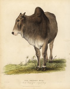 Rasa Brahma bydła zebu, Bos taurus indicus.