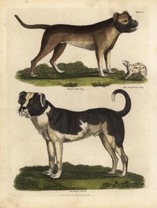 Rasy psów, Canis lupus familiaris. autorstwa William Smellie