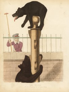 Niedźwiedź brunatny, niedźwiedź polarny. autorstwa William Smellie