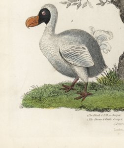 Dodo, Raphus cucullatus, wymarły ptak nielot (dawniej Didus ineptus). Ręcznie barwiony miedzioryt wykonany przez nieznanego artystę z Historii naturalnej Williama Smelliego.