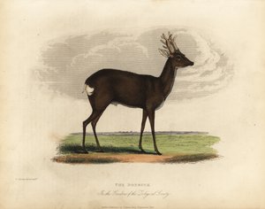 Sarna europejska, Capreolus capreolus. autorstwa William Smellie