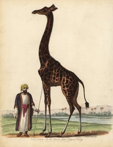 Żyrafa, żyrafa camelopardalis. autorstwa William Smellie