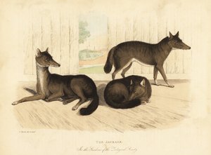 Szakal złocisty, Canis aureus. autorstwa William Smellie