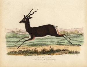 Antylopa indyjska lub blackbuck, Antilope cervicapra.