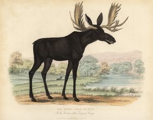 Łoś lub łoś, Alces alces. autorstwa William Smellie