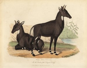 Nilgai lub blue bull, Boselaphus tragocamelus. autorstwa William Smellie