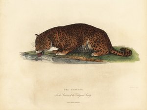 Pantera, Panthera pardus i Panthera onca. autorstwa William Smellie