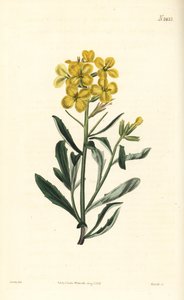 Pachnący lak, Erysimum odoratum (słodko pachnąca gorczyca alpejska, Erysium lanceolatum minus). Ręcznie barwiony miedzioryt autorstwa Weddella według ilustracji botanicznej autorstwa Johna Curtisa z magazynu botanicznego Williama Curtisa, Samuel Curtis, Lo