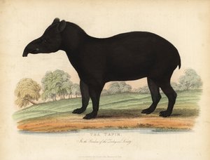 Tapir południowoamerykański, Tapirus terrestris, wrażliwy. autorstwa William Smellie