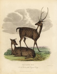 Jeleń bagienny lub lew, Rucervus duvaucelii.