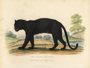 Czarny Lampart, Panthera pardus.