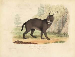 Karakal lub Ryś. autorstwa William Smellie