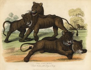Lwiątka w ogrodach Towarzystwa Zoologicznego. autorstwa William Smellie