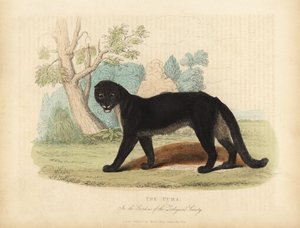 Puma lub cougar, puma concolor. autorstwa William Smellie