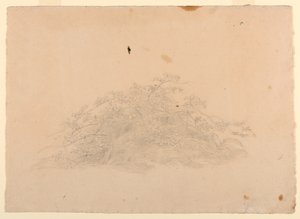 Badanie liści autorstwa William Stanley Haseltine