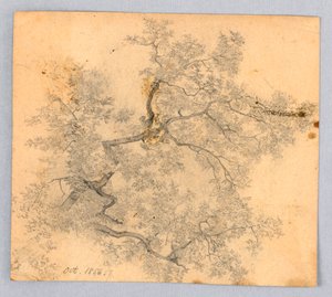 Badanie wiązu autorstwa William Trost Richards
