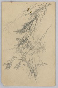 Badanie liści autorstwa William Trost Richards
