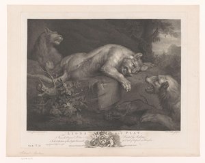 Drie spelende leeuwen Lwy w zabawie (tytuł na obiekcie) Schilderijen uit The Houghton Gallery (tytuł serii) Galeria Houghton (tytuł serii)