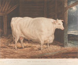 The Durham White Ox / Udoskonalona rasa wodna Tees / John Nesham, Esqr. / Hodowane i karmione / z Houghton le Spring, Durham