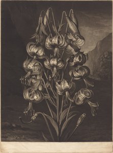 Wspaniała lilia autorstwa William Ward after Philip Reinagle