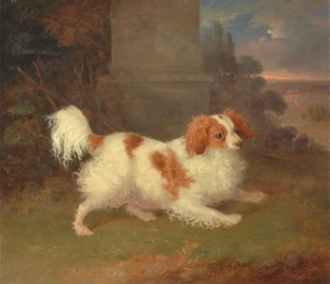 Spaniela Blenheima autorstwa William Webb