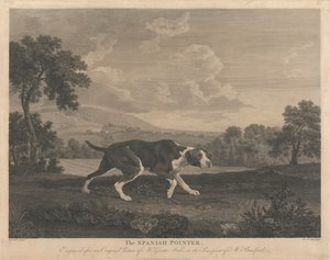 [Strzelanie] Wyżeł hiszpański autorstwa William Woollett