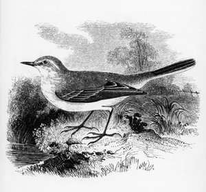 Pliszka górska, ilustracja z "A History of British Birds" Williama Yarrella, opublikowana po raz pierwszy w 1843 r.