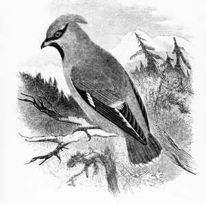 Jemiołuszka Czeska, ilustracja z „Historii ptaków brytyjskich” Williama Yarrella, opublikowana po raz pierwszy w 1843 r.