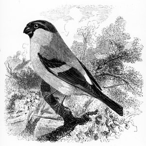 Bullfinch, ilustracja z „Historii ptaków brytyjskich” Williama Yarrella, opublikowana po raz pierwszy w 1843 r.