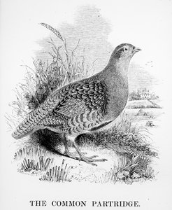 د کامن پارټریج، د ویلیم یاریل لخوا د برتانوي مرغانو د تاریخ څخه بیلګه، لومړی ځل په 1843 کې خپور شو