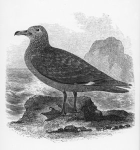 „The Common Skua“, iliustracija iš Williamo Yarrello „Britų paukščių istorijos“, pirmą kartą išleista 1843 m.