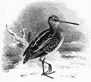 The Common Snipe, ilustracja z „Historii ptaków brytyjskich” Williama Yarrella, opublikowana po raz pierwszy w 1843 r.