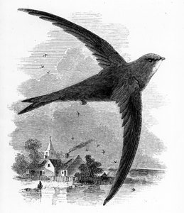 Jerzyk pospolity, ilustracja z "Historii ptaków brytyjskich" Williama Yarrella, opublikowanej po raz pierwszy w 1843 r.