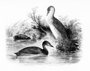 Mały perkoz lub Dabchick, ilustracja z „Historii ptaków brytyjskich” Williama Yarrella, opublikowana po raz pierwszy w 1843 r.