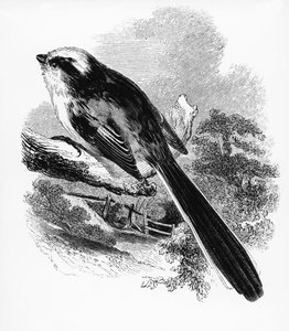 Sikora długoogoniasta, ilustracja z „Historii ptaków brytyjskich” Williama Yarrella, opublikowana po raz pierwszy w 1843 r.