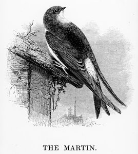 Martin, ilustracja z „Historii ptaków brytyjskich” Williama Yarrella, opublikowana po raz pierwszy w 1843 r.