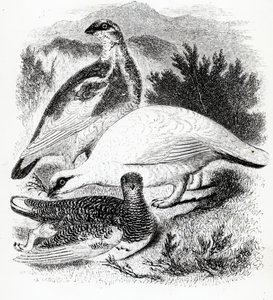 Ptarmigan, ilustracja z „Historii ptaków brytyjskich” Williama Yarrella, opublikowana po raz pierwszy w 1843 r. autorstwa William Yarrell