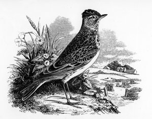 Sky Lark, ilustracja z „Historii ptaków brytyjskich” Williama Yarrella, opublikowana po raz pierwszy w 1843 r.