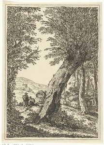 Wierzba