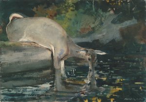 Picie jelenia autorstwa Winslow Homer