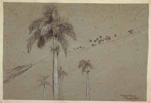 Rysunek, Royal Palm, Kuba, 1885 r. autorstwa Winslow Homer