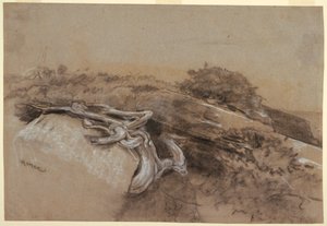 Rysunek, Studium korzeni drzew, Prout