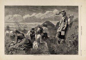 Zbieranie jagód, z Harper