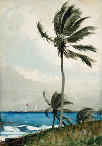 Palma, Nassau, 1898. autorstwa Winslow Homer